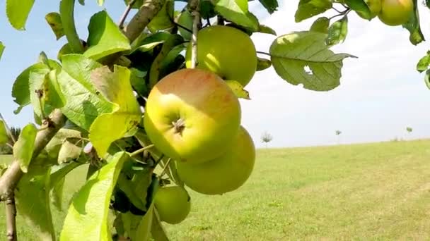 pommes sur un arbre en été