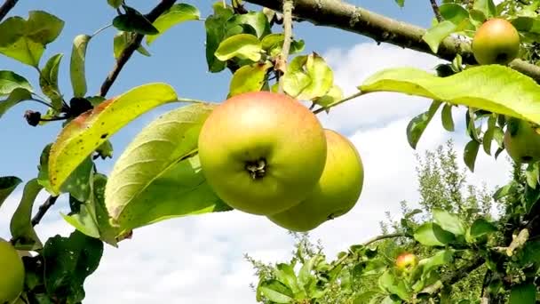 Reife Äpfel Auf Einem Baum — Stockvideo