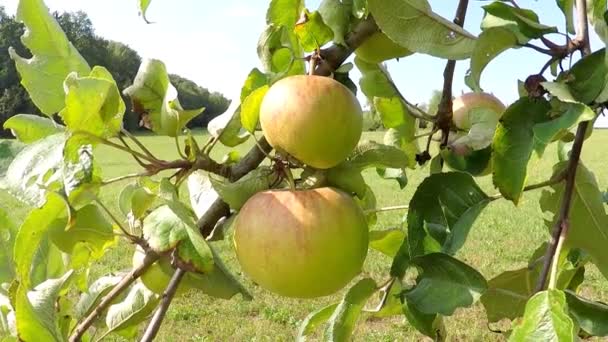 Manzanas Maduras Árbol — Vídeos de Stock