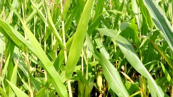 Початок Кукурузы Поле Германии — стоковое видео