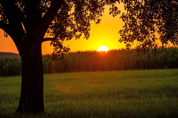Sunset Summertime Tree — Stock Photo, Image