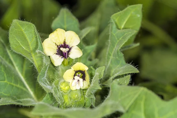 Bilsenkraut Heilpflanze Mit Blüte — Stockfoto