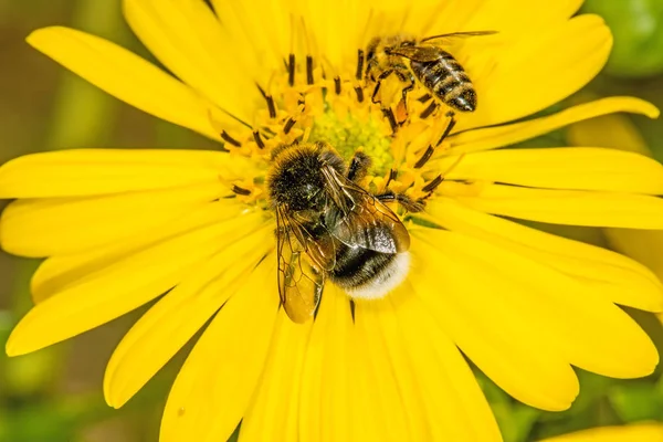 Buff Tailed Humla Och Bee Kompass Blomma — Stockfoto