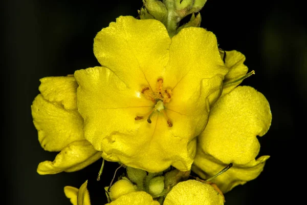 Gran Muellein Hierba Medicinal Con Flor — Foto de Stock