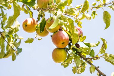 Yazın ağaçtaki elmalar
