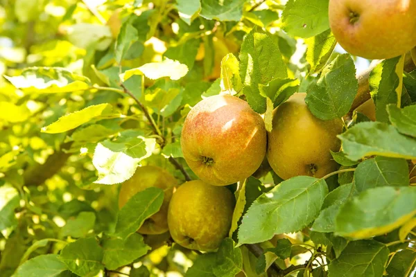 Jabłka Drzewie Latem — Zdjęcie stockowe