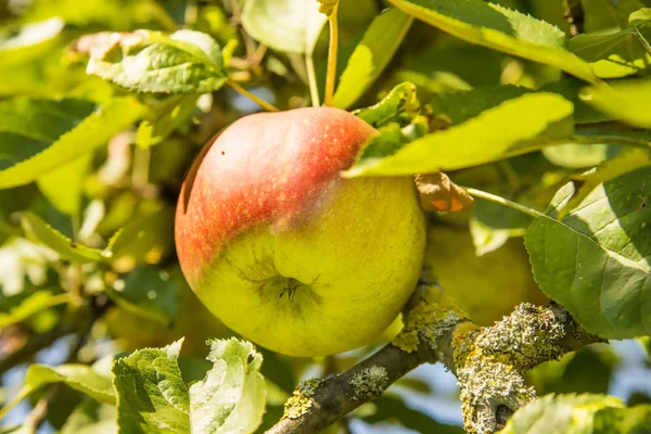 Apple Drzewie Okresie Letnim — Zdjęcie stockowe