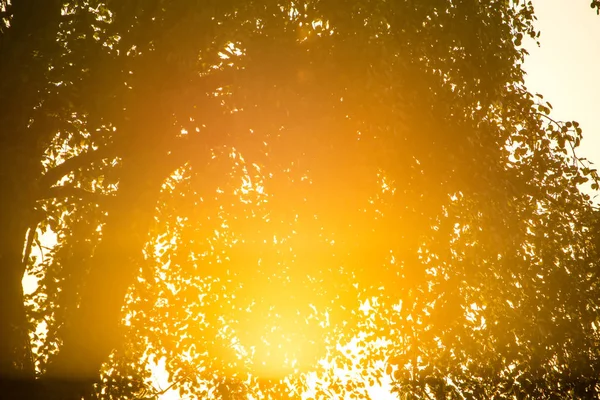 Puesta Sol Verano Con Follaje Árboles Contraluz — Foto de Stock