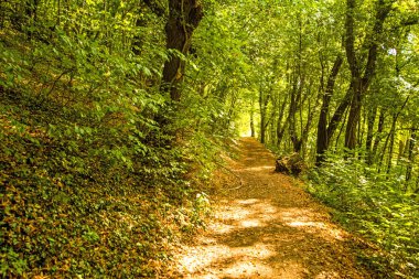 Sonbaharda ormanın yolu