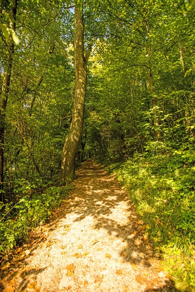 Sonbaharda ormanın yolu