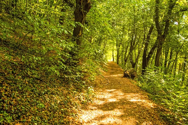 Sonbaharda ormanın yolu