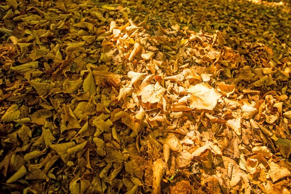 Folhas Pintadas Outonalmente Cor Quente Ensolarada Banco — Fotografia de Stock