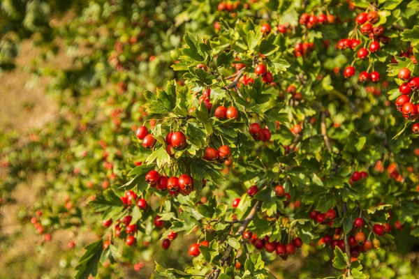 Hawthorn Bush Ripe Fruits Medicinal Herb — Stock Photo, Image