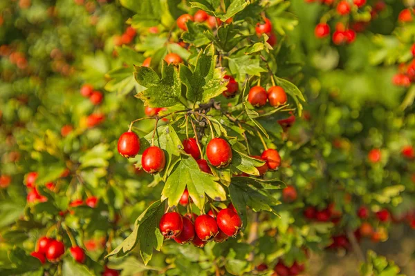 Hawthorn Bush Ripe Fruits Medicinal Herb — Stock Photo, Image
