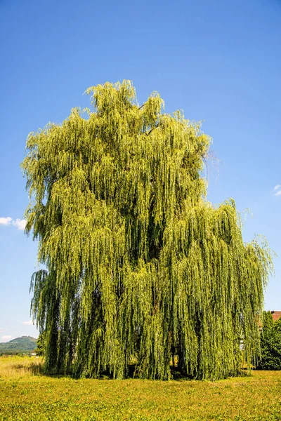 Babylon Wilg Zomer Duitsland — Stockfoto