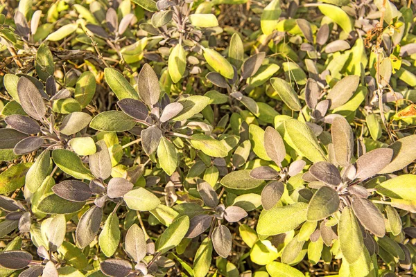 White Henbane Medicinal Plant Flower — Stock Photo, Image