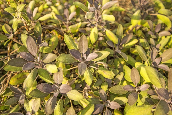 Beyaz henbane, tıbbi bitki çiçek