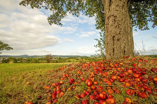 Mucchio Mele Tronco Albero Con Paesaggio — Foto Stock