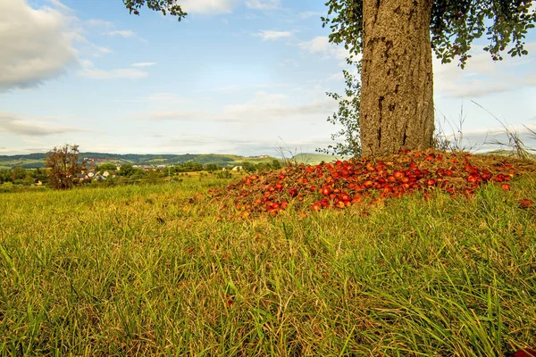 Hoop Van Appels Een Boomstam Met Landschap — Stockfoto