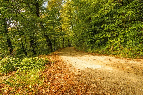 Forest Autumn Way — Stock Photo, Image
