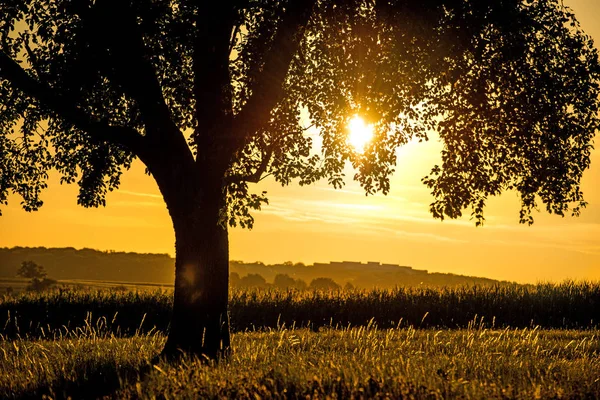 Puesta Sol Verano Con Árbol —  Fotos de Stock