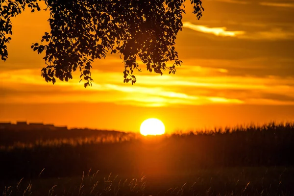 Закат Летом Деревом — стоковое фото