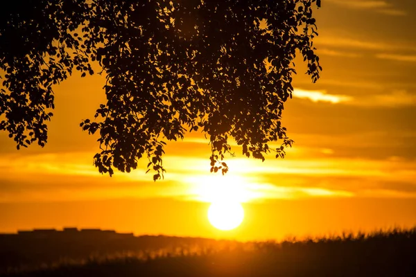 Puesta Sol Verano Con Árboles Prados — Foto de Stock