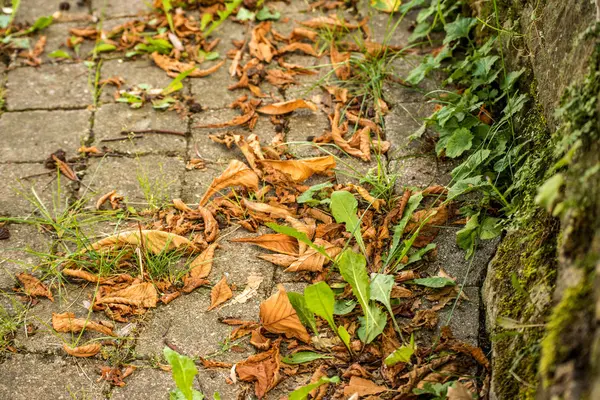 autumnal painted leaves on cobblestones