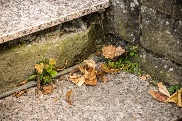 Feuilles Peintes Automnales Sur Pavés — Photo