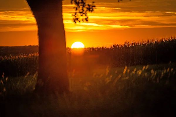 Puesta Sol Verano Con Árbol — Foto de Stock