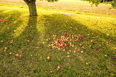 bir bahçe bir çayır üzerinde elma