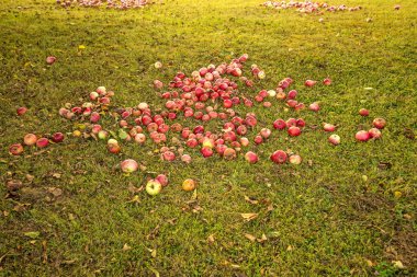 bir bahçe bir çayır üzerinde elma