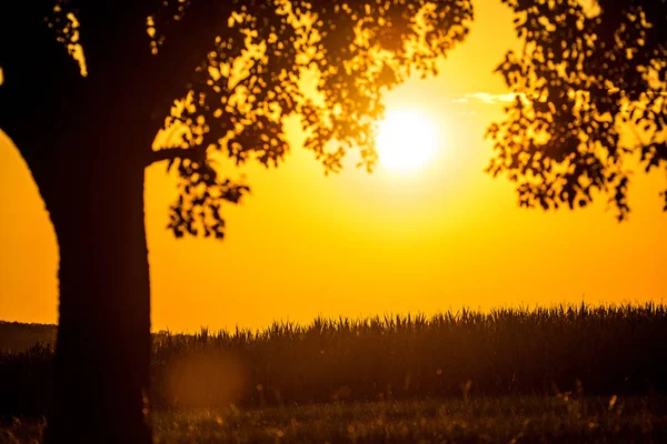 Pôr Sol Verão Com Árvore — Fotografia de Stock