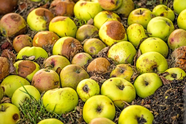 Råtne Epler Komposthaug – stockfoto