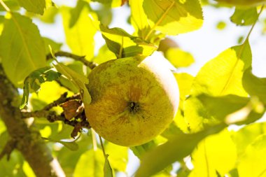 Yazın ağaçtaki elmalar