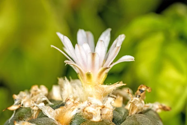 Peyote Rituella Kaktus Med Blomma — Stockfoto