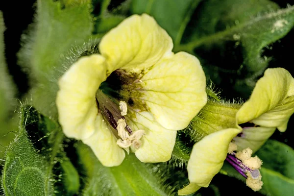 White Henbane Medicinal Plant Drug — Stock Photo, Image