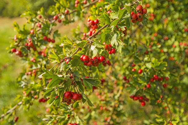 Hawthorn Fruits Ripe Tree — Stock Photo, Image