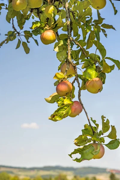 Jabłka Drzewie Niemieckiej Krajobraz Tle — Zdjęcie stockowe