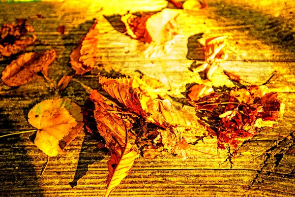 秋天画的叶子在温暖 晴朗的颜色在长凳上 — 图库照片