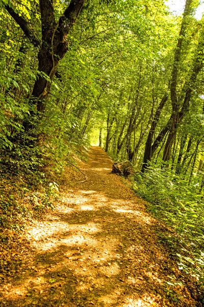 Sonbaharda Orman Yolu Işık Gölge Ile — Stok fotoğraf