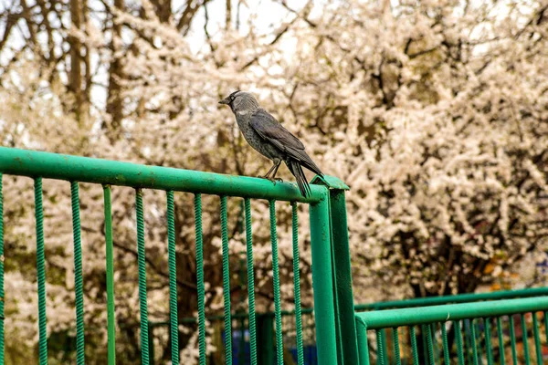 Cioară Glugă Poartă Din Polonia — Fotografie, imagine de stoc