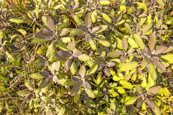 Sage Medicinal Herb Leaves — Stock Photo, Image