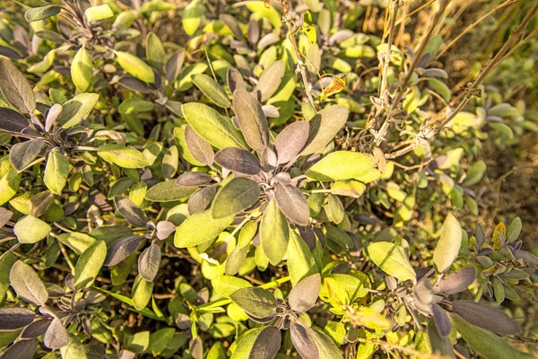 Sage Medicinal Herb Leaves — Stock Photo, Image
