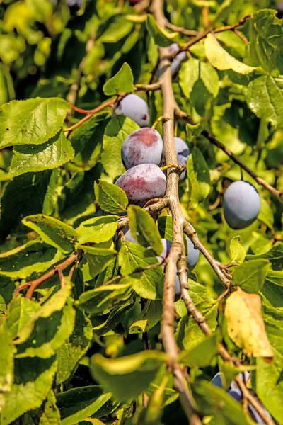 Ciruelas Frutas Maduras Árbol —  Fotos de Stock