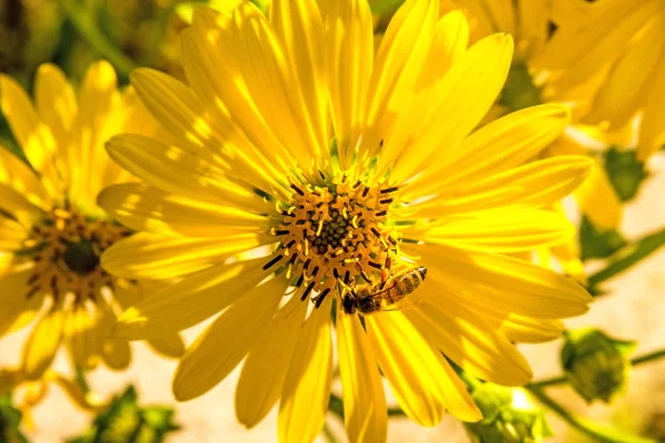 Bee Compass Flower — Stock Photo, Image