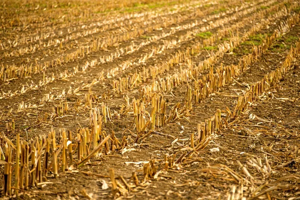 Stubble Field Harvested Corn Field Germany — Stock Photo, Image