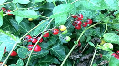 Acı tatlı Solanum, Solanum dulcamara, şifalı bitki, closeup tomurcuğunun öğretisi