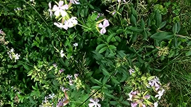 Κοινή Σαπωνάρια Φαρμακευτικό Βότανο Λουλούδι — Αρχείο Βίντεο