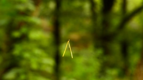 Σκωτσέζοι Pine Βελόνα Που Φέρουν Στον Αέρα — Αρχείο Βίντεο
